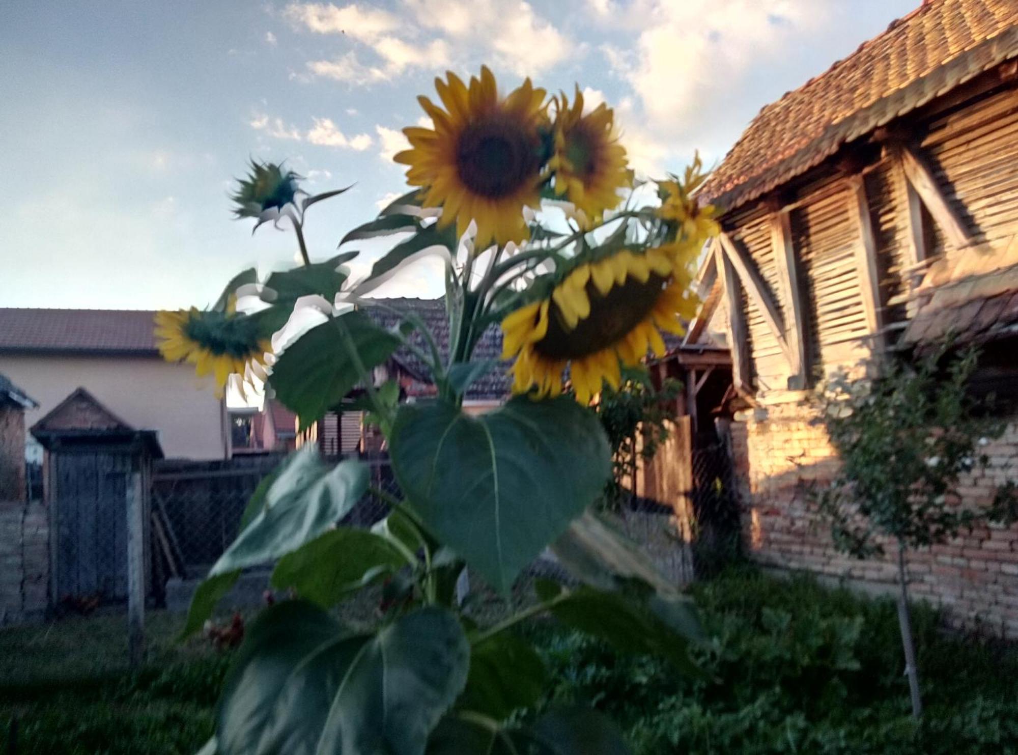"Poetsko Cose" Nikole Tesle 86 Guest House Morovic ภายนอก รูปภาพ